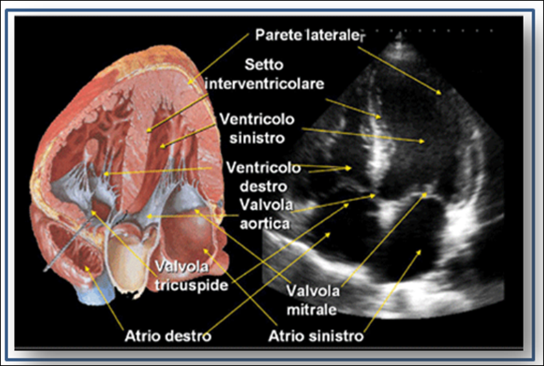 Che cos'è l'ecocardiogramma?