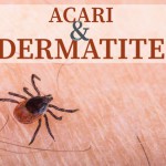 acari-e-dermatite.jpg