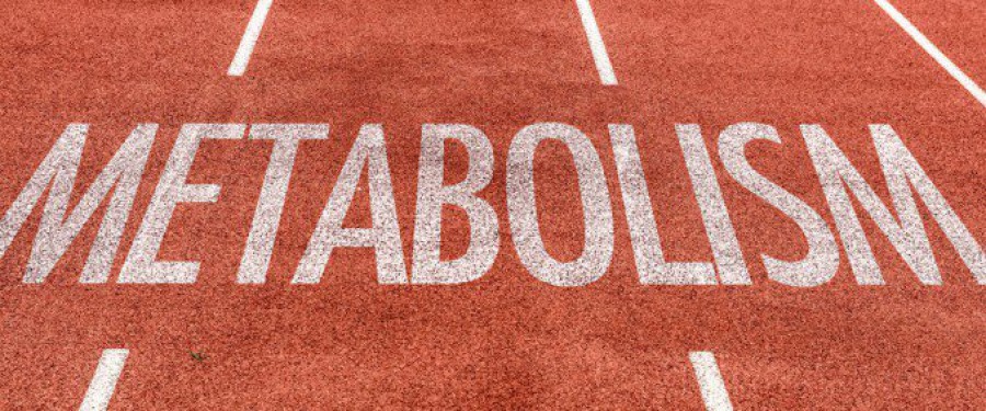 Metabolismo: che cos'è?